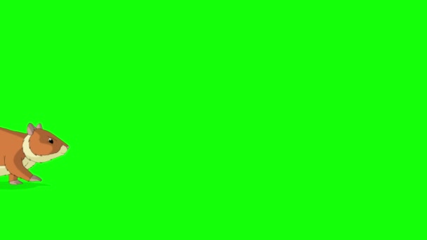 赤いハムスターが前後に歩いています 緑の画面に隔離された手作りのアニメーションHd映像 — ストック動画