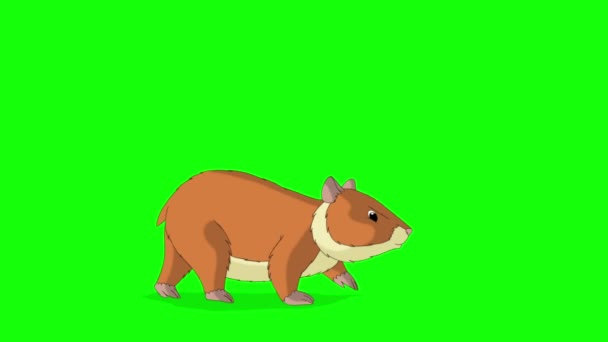Hamster Rouge Marche Vidéo Animée Main Isolée Sur Écran Vert — Video