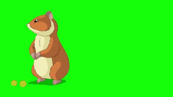 Red Hamster Eats Peas Handmade Animated Footage Isolated Green Screen — Stock Video