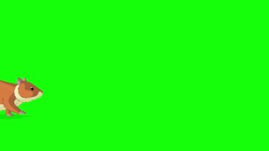 Kırmızı hamster bezelye yer. El yapımı animasyon 4K görüntüler yeşil ekranda izole edildi