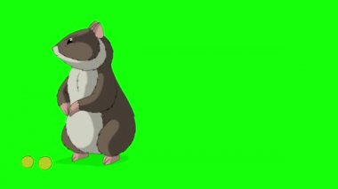 Kahverengi hamster bezelye yer. El yapımı HD görüntüler yeşil ekranda izole edildi