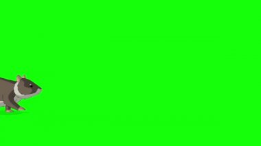 Kahverengi hamster ileri geri yürür. El yapımı HD görüntüler yeşil ekranda izole edildi
