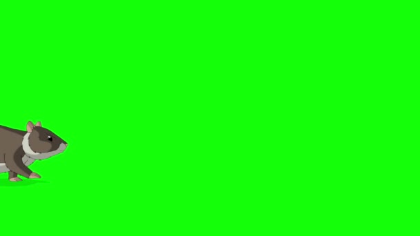 茶色のハムスターが前後に歩いています 緑の画面に隔離された手作りのアニメーションHd映像 — ストック動画