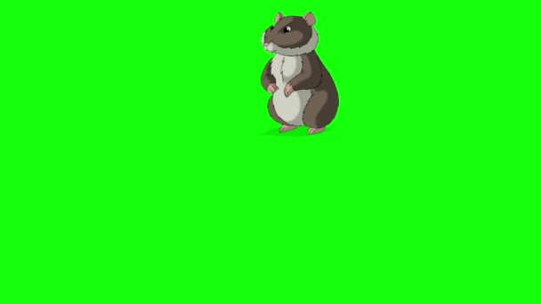 Braune Hamsterwanderungen Handgemachtes Animiertes Material Isoliert Auf Grünem Bildschirm — Stockvideo