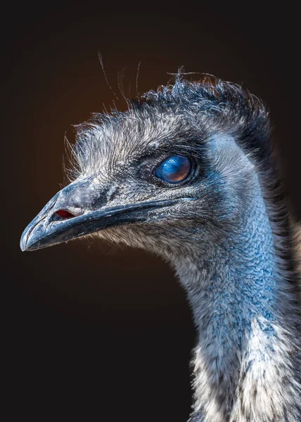 Porträt Des Emu Straußenvogels Auf Schwarzem Hintergrund — Stockfoto