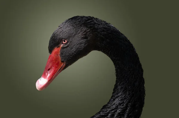 Porträt Des Schwarzen Schwanenvogels Auf Dunklem Hintergrund — Stockfoto