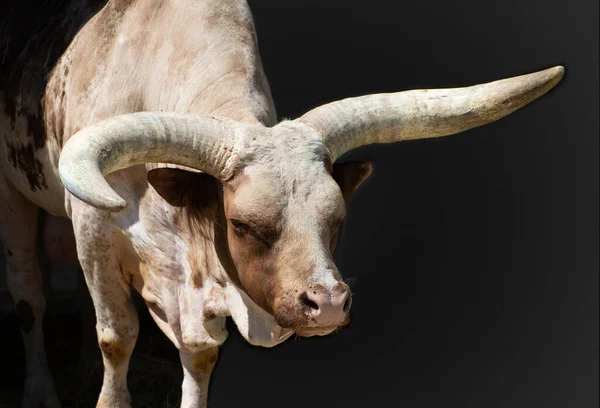 Retrato Del Gran Toro Cuerno Largo Marrón — Foto de Stock