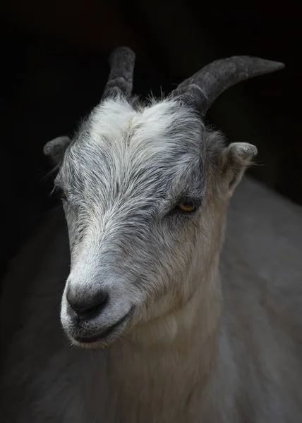 Portrait Domestic Goat Black Background — Stock Photo, Image