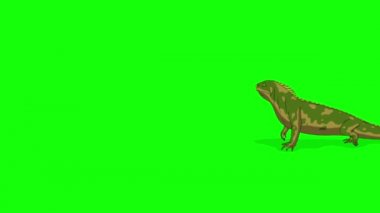 Yeşil iguana bir durakla yürüyor. El yapımı HD görüntüler yeşil ekranda izole edildi