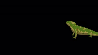 Yeşil iguana bir durakla yürüyor. El yapımı HD görüntüler alfa kanalı ile izole edildi. 