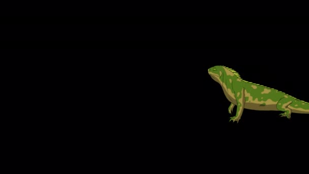 Iguana Verde Cammina Con Una Fermata Filmati Animati Fatti Mano — Video Stock