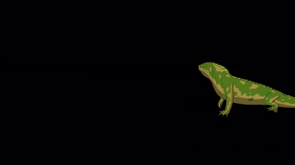 Green Iguana Walks Stop Handmade Animated Footage Isolated Alpha Channel — Vídeos de Stock