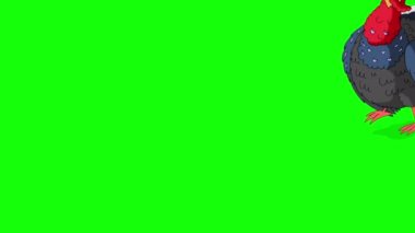 Kızıl saçlı hindi yürüyor, duruyor ve çığlık atıyor. El yapımı animasyon 4K görüntüler yeşil ekranda izole edildi