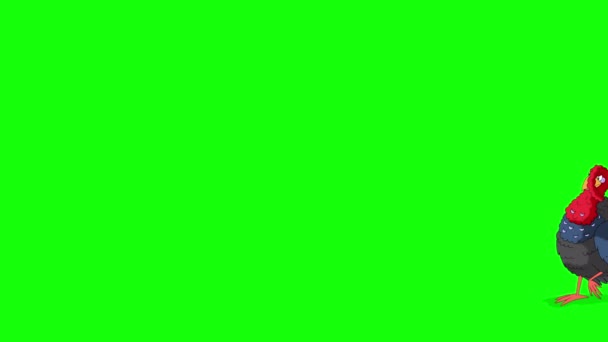 七面鳥は歩き 怖がってすぐに逃げ出す 緑の画面に隔離された手作りのアニメーション4K映像 — ストック動画