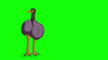The ostrich stands in full growth and looks around. Handmade animated HD footage isolated on green screen