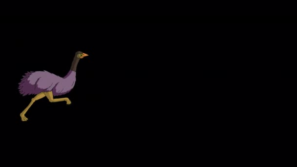 Ostrich Runs Back Forth Handmade Animated Footage Isolated Alpha Channel — Video