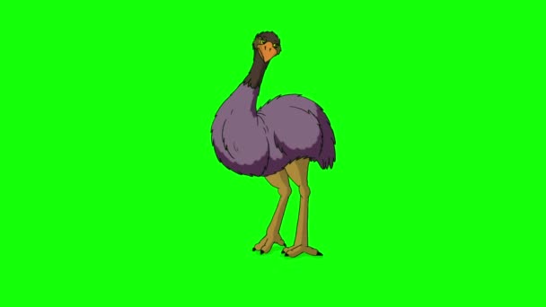 Ostrich Sits Gets Handmade Animated Footage Isolated Green Screen — стокове відео