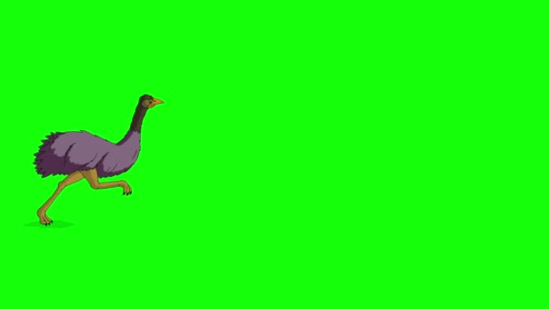 Ostrich Runs Back Forth Handmade Animated Footage Isolated Green Screen — Wideo stockowe