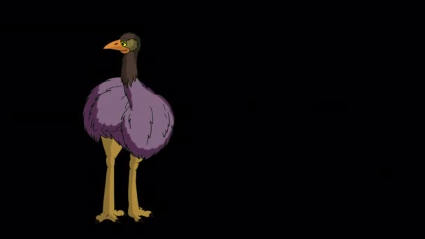 Ostrich Stands Full Growth Looks Handmade Animated Footage Isolated Alpha — Vídeo de stock