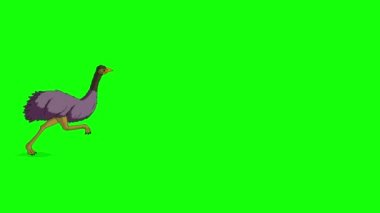 The ostrich runs back and forth. Handmade animated 4K footage isolated on green screen
