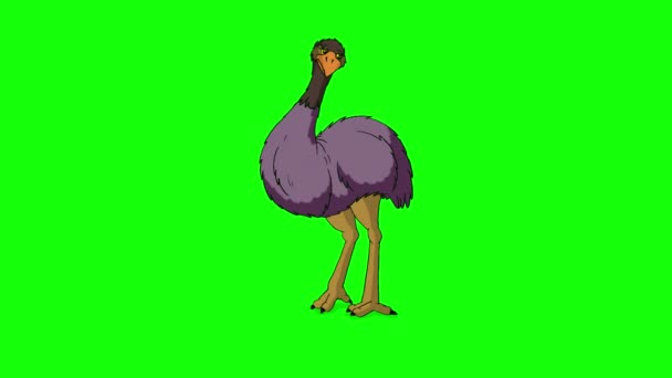 Ostrich Sits Gets Handmade Animated Footage Isolated Green Screen — Vídeo de Stock