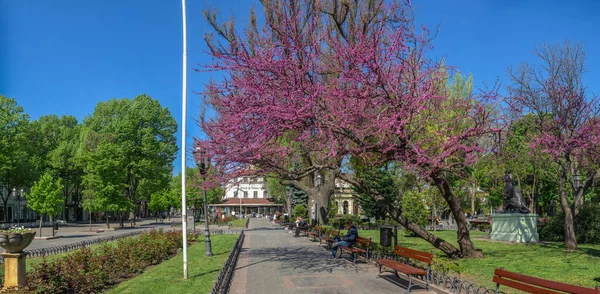 Odessa Ukraine 2022 Blooming Judas Tree City Garden Odessa War — Stock Photo, Image