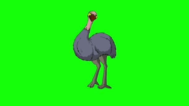 Gray Ostrich Siada Wstaje Ręcznie Robione Animowane Filmy Izolowane Zielonym — Wideo stockowe