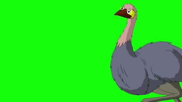 灰鸵鸟来了 尖叫声和树叶 在绿色屏幕上隔离手工制作的动画高清画面 — 图库视频影像