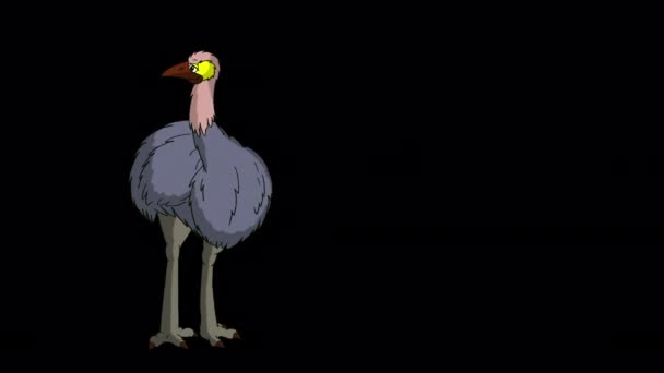 Gray Ostrich Stands Full Growth Looks Handmade Animated Footage Isolated — Stock Video