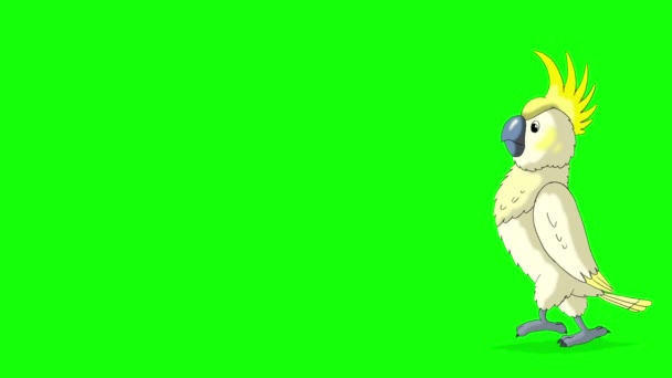 White Cockatoo Parrot Comes Goes Away Handmade Animated Footage Isolated — Vídeo de stock