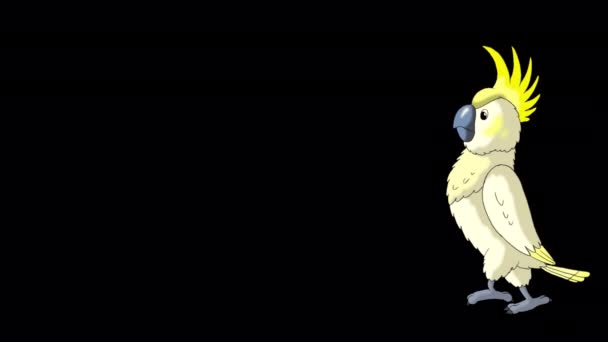 Biały Kakadu Papuga Przychodzi Odchodzi Ręcznie Robione Animowane Filmy Izolowane — Wideo stockowe
