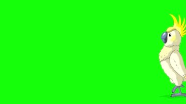 Beyaz papağan gelir ve gider. El yapımı animasyon 4K görüntüler yeşil ekranda izole edildi.