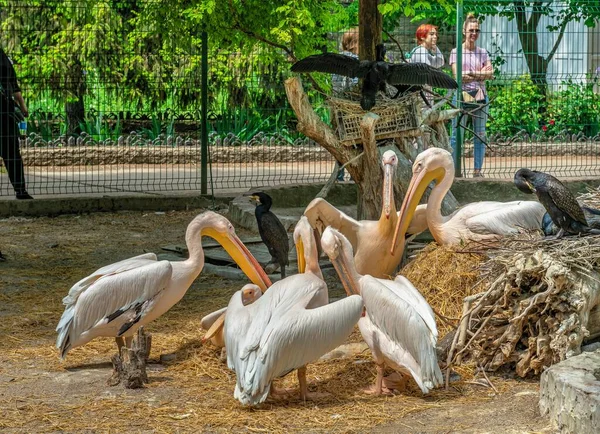 Odessa Ukraine 2022 Pelicans Odessa Zoo Ukraine Sunny Spring Day — Foto Stock