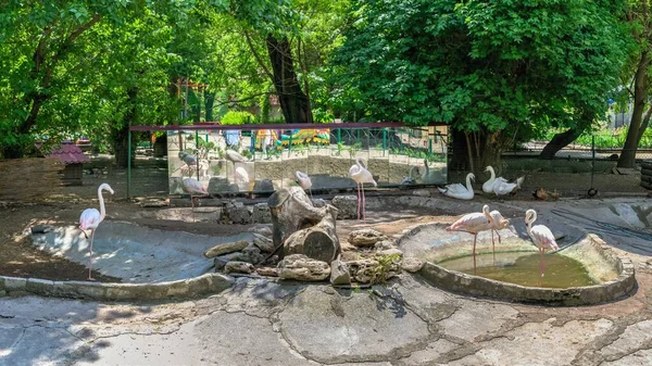 Odessa Ukraine 2022 Flamingo Odessa Zoo Ukraine Sunny Spring Day — Fotografia de Stock