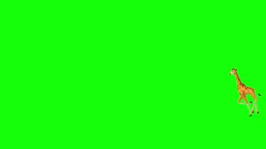 Küçük bebek zürafa ileri geri koşuyor. El yapımı HD görüntüler yeşil ekranda izole edildi