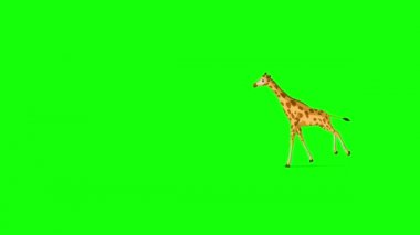 Büyük zürafa koşar ve uzun mesafeli atışları durdurur. El yapımı HD görüntüler yeşil ekranda izole edildi