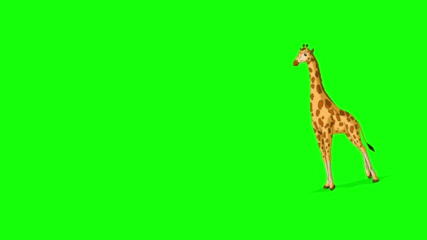 Velká Žirafa Blíží Plný Plyn Ruční Animované Záběry Izolované Zelené — Stock video