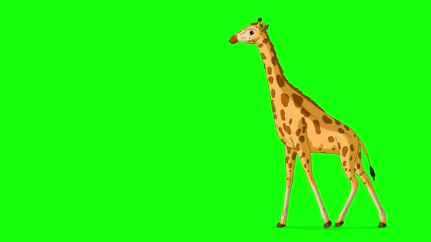 Grote Giraffe Loopt Heen Weer Handgemaakte Geanimeerde Beelden Geïsoleerd Groen — Stockvideo