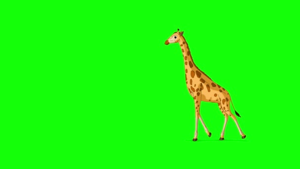 Grote Giraffe Loopt Heen Weer Handgemaakte Geanimeerde Beelden Geïsoleerd Groen — Stockvideo