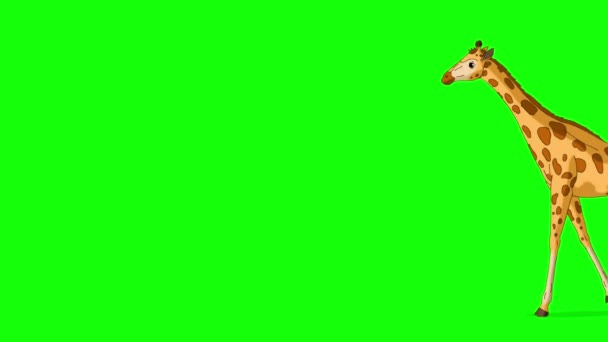 大きなキリンがフルショットを前後に実行されます 緑の画面に隔離された手作りのアニメーションHd映像 — ストック動画