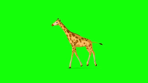 Grote Giraffe Rent Stopt Gok Handgemaakte Geanimeerde Beelden Geïsoleerd Groen — Stockvideo