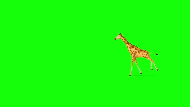 Grote Giraffe Rent Stopt Extreme Gok Handgemaakte Geanimeerde Beelden Geïsoleerd — Stockvideo