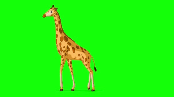 Grote Giraffe Gaat Stopt Chroma Sleutel Volledig Schot Handgemaakte Geanimeerde — Stockvideo