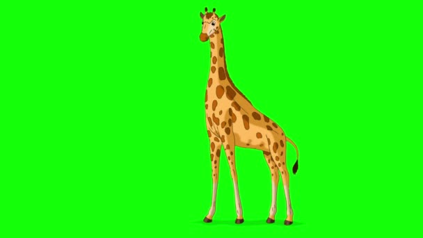 Přichází Velká Žirafa Trávu Naplno Ruční Animované Záběry Izolované Zelené — Stock video