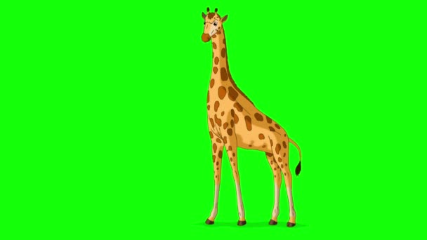 Grote Giraffe Komt Eet Bladeren Vol Handgemaakte Geanimeerde Beelden Geïsoleerd — Stockvideo