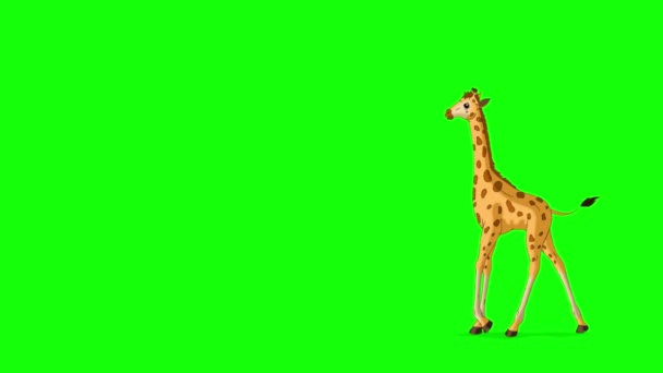 Kleine Baby Giraf Loopt Heen Weer Handgemaakte Geanimeerde Beelden Geïsoleerd — Stockvideo