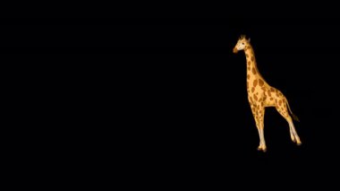 Büyük zürafa geliyor alfa matte tam çekim. El yapımı HD görüntüler alfa kanalı ile izole edildi