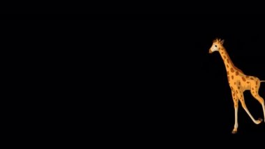 Küçük bebek zürafa ileri geri koşuyor. El yapımı HD görüntüler alfa kanalı ile izole edildi