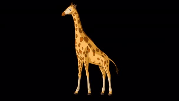 Stor Giraff Äter Löv Från Ett Träd Fullt Med Skott — Stockvideo