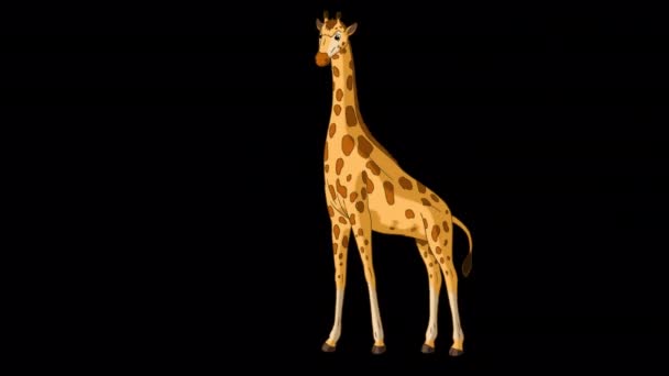 Duża Żyrafa Zjada Trawę Ręcznie Robione Animowane Filmy Izolowane Kanałem — Wideo stockowe